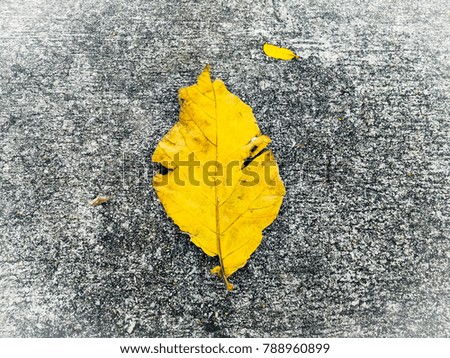 The yellow leave isolates with grey rough background