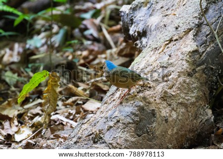 Closed up beautiful and very rare bird in Thailand Blue-naped pitta (Hydrornis nipalensis) stand upon the rock in the nature