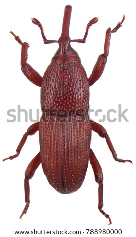 Wheat weevil, grain weevil Sitophilus granarius beetle isolated on a white background.