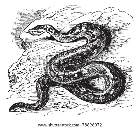 Natal rock python, Python sebae natalensis, Southern African python, Heleionomus variegates, Hortulia natalensis, Python natalensis, vintage engraving. Trousset encyclopedia (1886 - 1891)