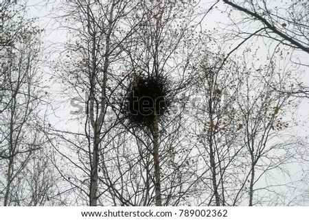 Crow's nest on the tree. Autumn and winter background