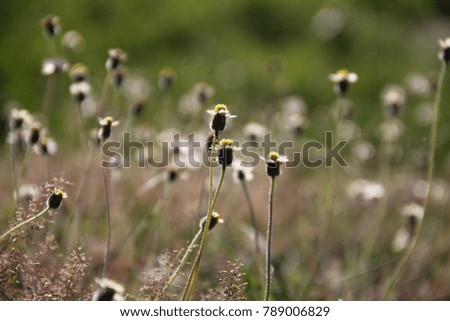 flower in sunlight with blurred background