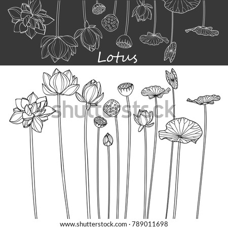 Collection lotus flower with line-art on white backgrounds. Vector hand drawn illustration.