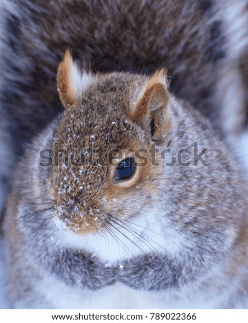 close up of a red squirrel in winter, eastern Ontario