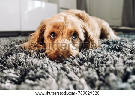 Cute dog giving his best puppy dog eyes. Royalty-Free Stock Photo #789029320