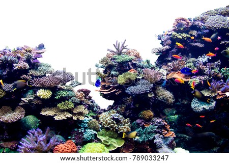Coral reef on white isolated background Royalty-Free Stock Photo #789033247