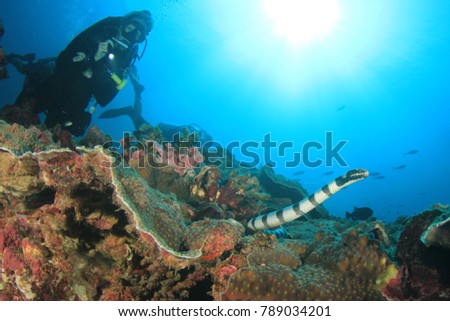 Banded Sea Snake and scuba diver