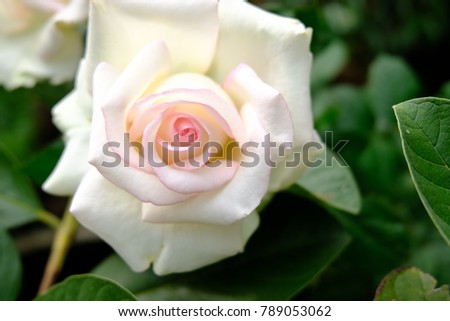 white roses in garden