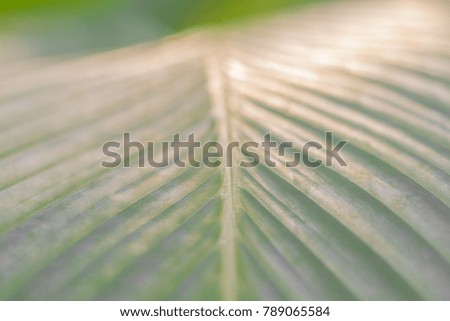 Green banana leaf background abstract, Closeup