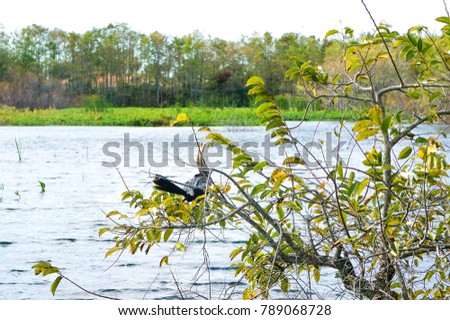 black swamp bird in a tree in Florida marsh