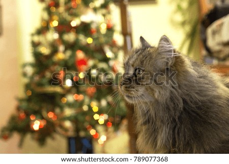 Fluffy cat sitting next to a decorated Christmas tree