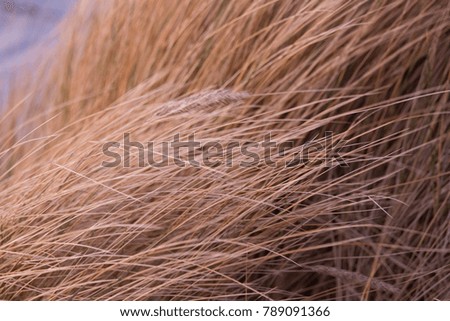 A beautiful dried seaside grass in the wind. Natural pattern.