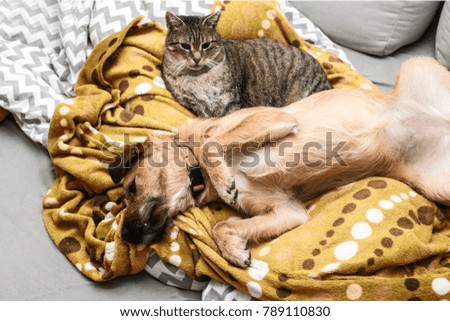 Friends - dog and cat together

