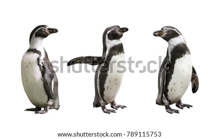 Three Humboldt penguins on white  background isolated 