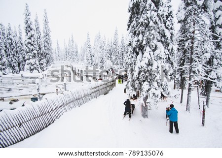 People ride dog sleds, Rukka, Finland