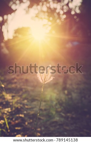 Retro grass flower with sunset light background.