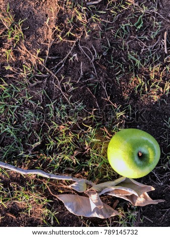 A Green Apple lies in green grass