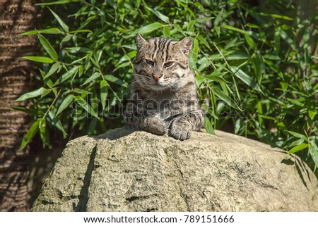 Photo of a Fishing Cat sitting on a rock