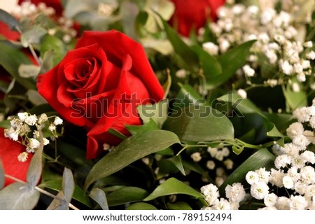 Beautiful red roses. A combination of beauty and subtle naturalness (