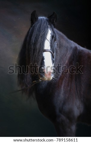 black horse on black background dramatic 