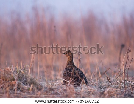 Black Grouse (Tetrao tetrix) female in the field