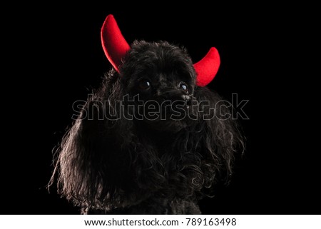 cute black poodle wearing red devil horns as a costume, studio picture
