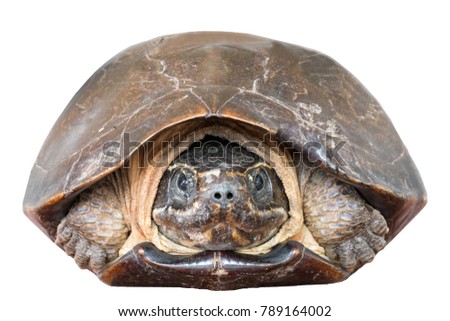 Close up of Malayemys Face isolate on white background. Malayemys is a genus of turtle. 