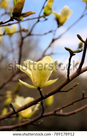 Yellow magnolia flower close up against blue sky in shallow depth of field. Vertical composition. Beautiful spring background with blooming magnolia tree flowers.