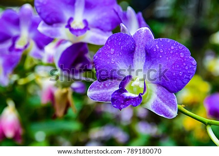 pink Phalaenopsis or Moth dendrobium  Orchid flower in winter or spring day tropical garden Floral background.Selective focus.agriculture idea concept design with copy space add text.