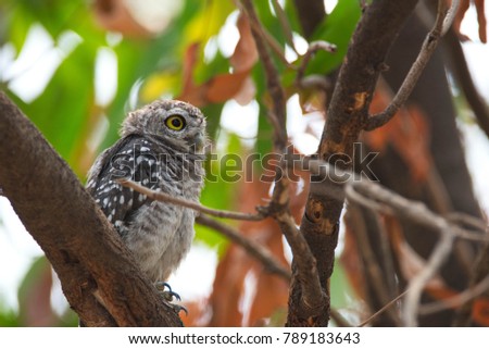 Spotted owlet - Owl (Athene brama) looking at us in nature at Wachirabenchathat Park, Thailand