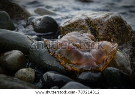 A Jellyfish washed up on shore, the waves placed it nicely on a rock and produced a picture perfect shot.