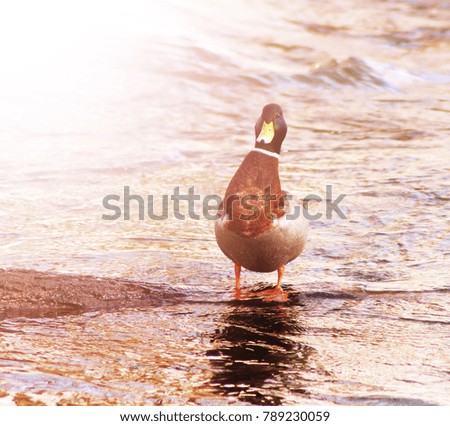 Wild nature, duck on the water, sunset