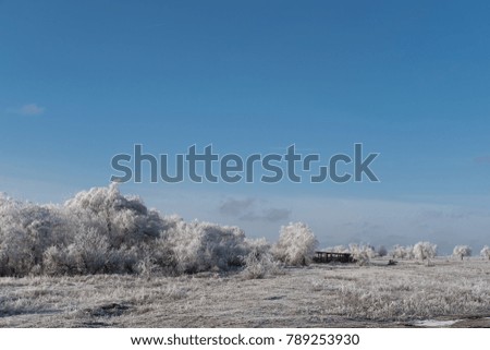 winter landscape of frozen trees in snow and frost in the field on a background clear blue sky