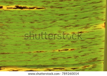 Detail of a green banana leaf. Close up part of the foliage textured with lines and lighted by the sun. View of the pattern of the large tropical leaf. Abstract natural picture taken outdoors. 