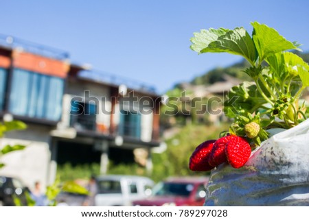 Close up strawberry in flower pot before put in the farm and natural background for web design and farm decorative, Beautiful fresh and ripe red strawberry on the farm and blue sky background