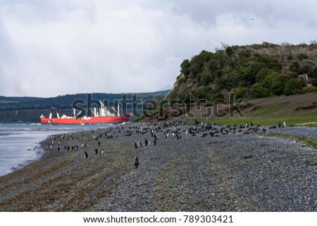Penguin island colony