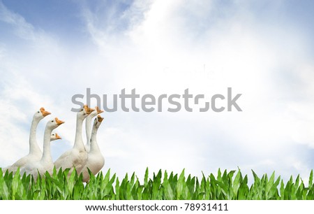 White geese on Blue sky background