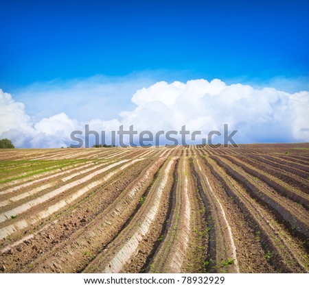 Green field Landscape on sunny day in summer