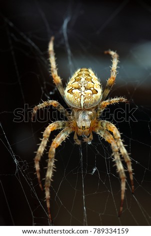 Garden spider in web, closeup