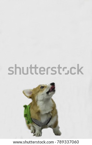 Blured dog and white background.