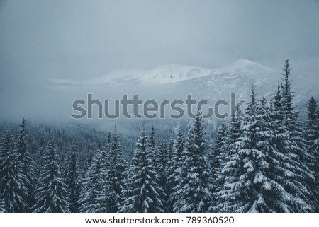 Peaceful moment in fairy-tale forest. Frosty day on ski resort. Location Carpathian national park, Ukraine, Europe. Scenic image of hiking concept. Perfect wallpapers. Discover the beauty of earth.
