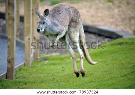 Wild Red Kangaroo in Austrailia