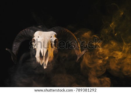 Real ram skull with horns on yellow smoky background, Halloween theme 