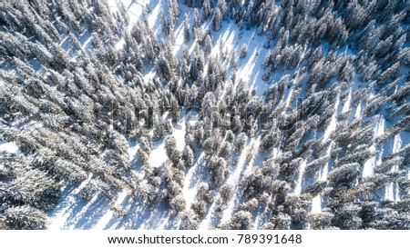 Trees covered in snow from above in winter. Aerial picture in Cortina D'ampezzo, Italy.
