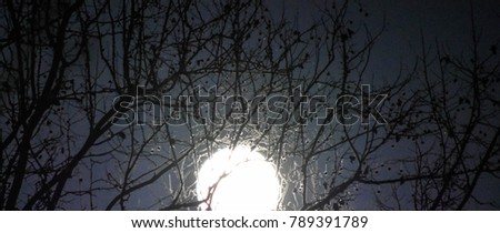 moon through the tree limbs