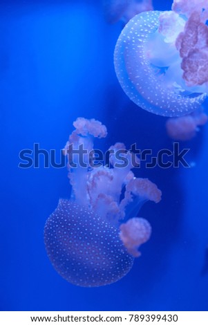 translucent jellyfish or medusa or
nettle-fish in blue water