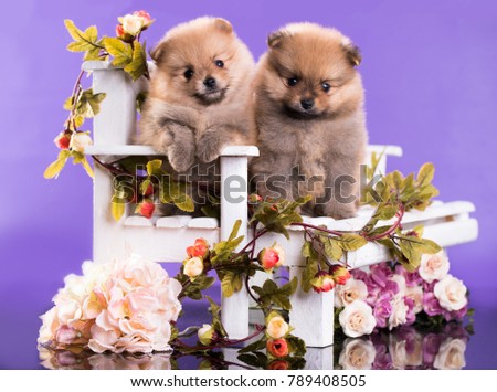 Spitz Pomeranian couple of lovers