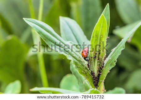 Red spotted ladybug eating aphid in the wild