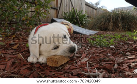 White German Shepard Puppy shot in 4 high resolution outdoors