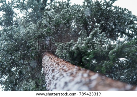 Looking up the trunk of a pine tree on a cold snowy day in the mountains